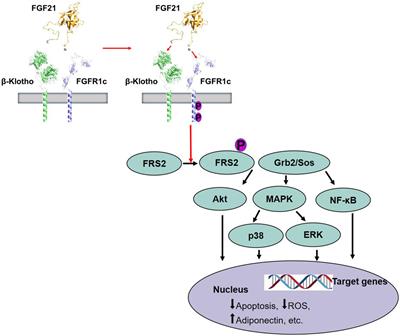 Frontiers | Emerging Roles Of Fibroblast Growth Factor 21 In Critical ...